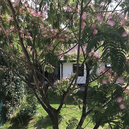 Passpartout بيت شباب تيميشورا