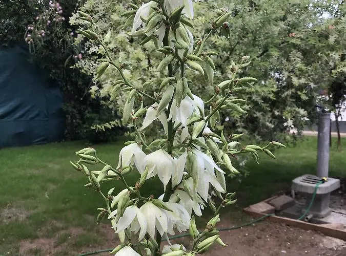 Passpartout Vandrarhem Timişoara