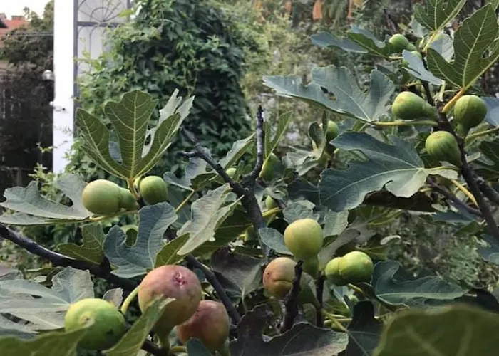 Passpartout אכסניה טימישוארה