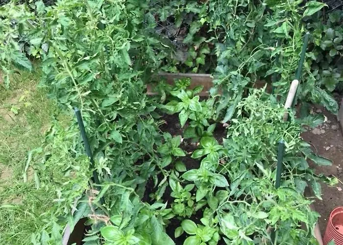 Passpartout Vandrarhem Timişoara